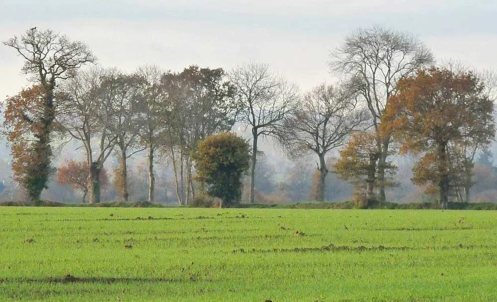 Terrain disponible pour la construction de maison individuelle sur Rennes et en Ille et Vilaine
